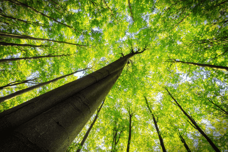 2026 Asia Fixed Income Outlook: Tested Again. Resilient Again.