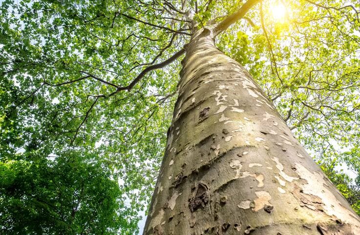 Investment Strategy Insights: Planting the Seeds of a Productivity Boom